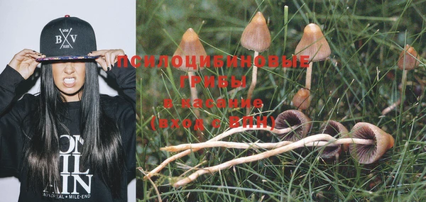 прущие грибы Абдулино